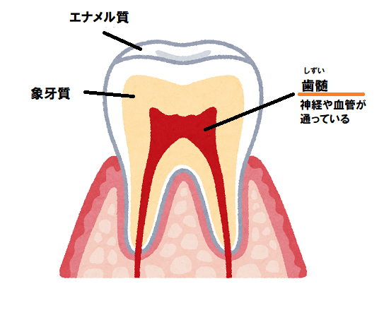 意外と知らない！？歯の神経をとるとどうなるのか。