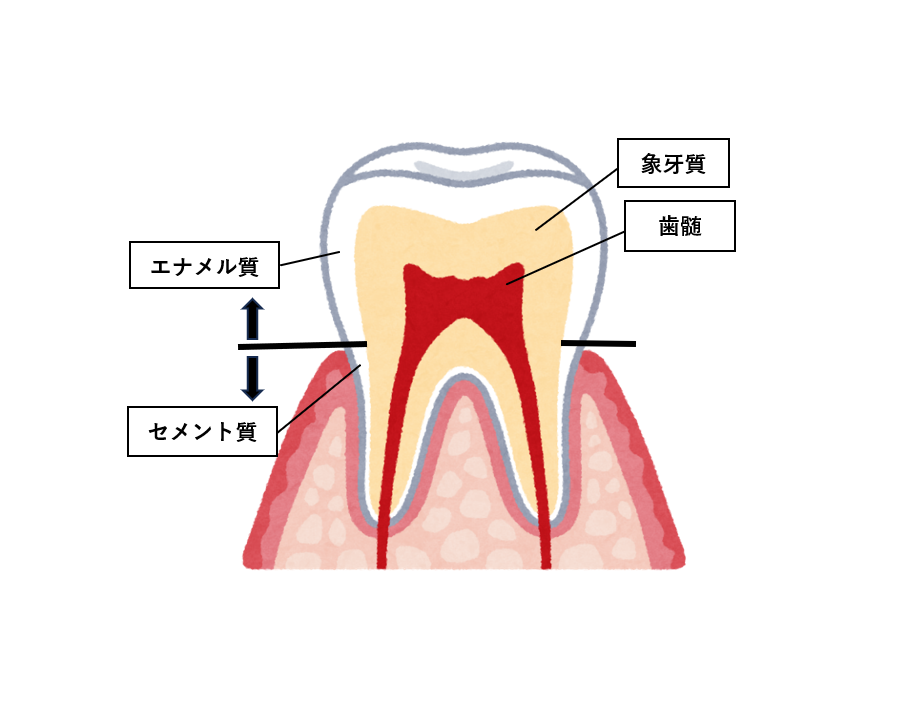 歯の硬さについて | フェルナスデンタルクリニック